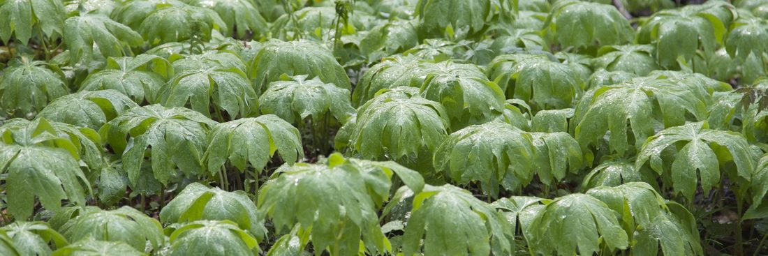 Dense field of rain-soaked mayapple leaves carpeting a spring forest floor