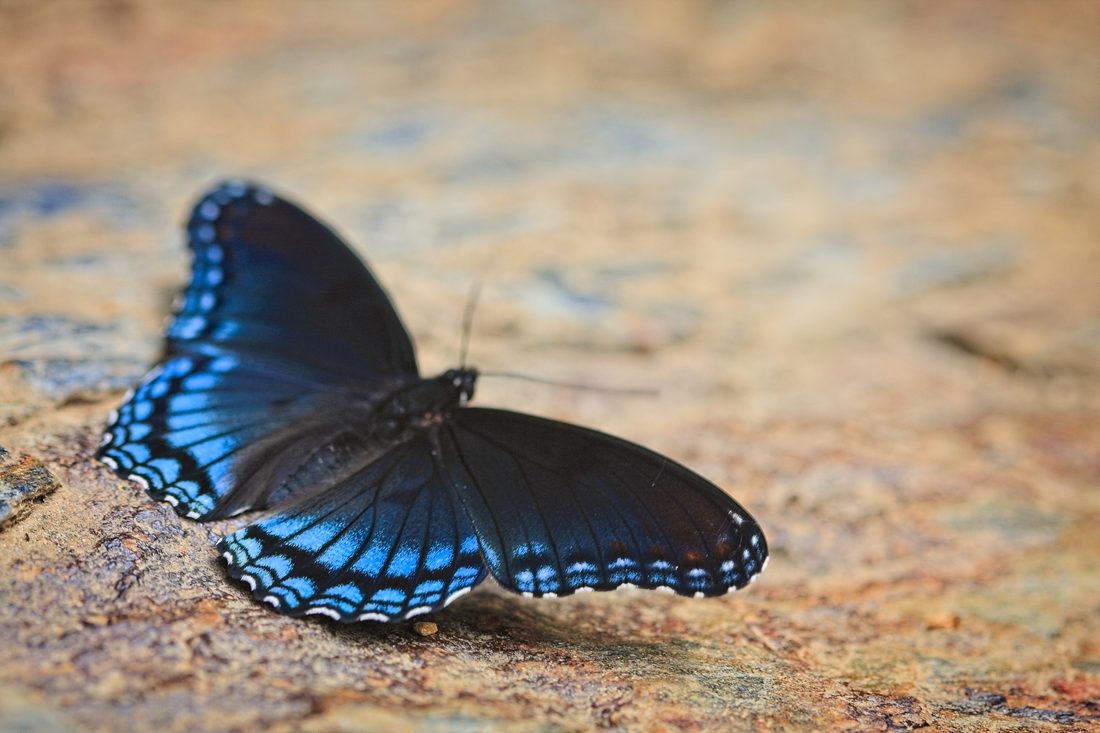 Red-spotted purple butterfly resting on weathered stone with iridescent blue wings