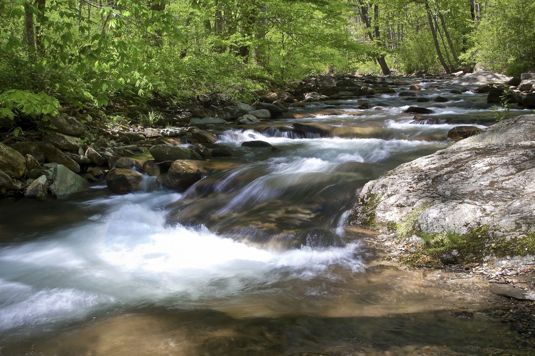 Sunlit mountain stream churning over mossy boulders through bright green spring forest